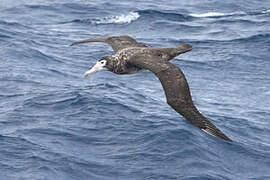 Amsterdam Albatross