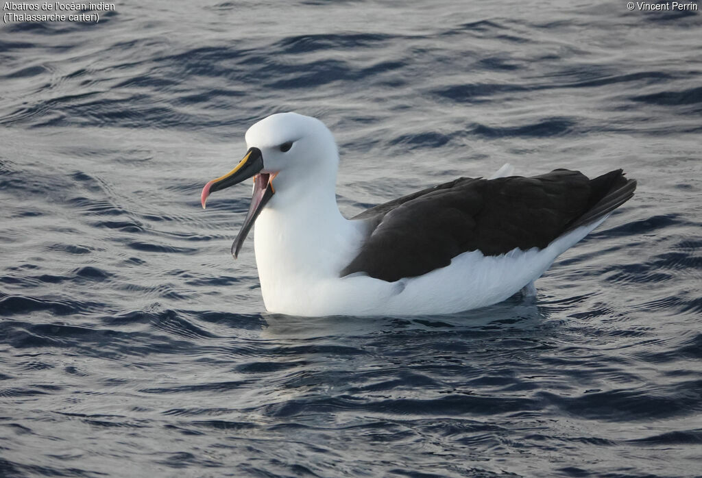 Indian Yellow-nosed Albatross