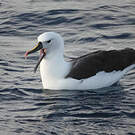 Albatros de l'océan indien