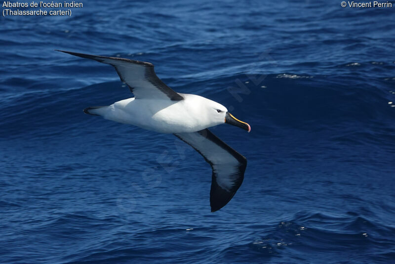 Albatros de l'océan indien