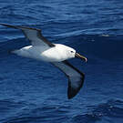 Albatros de l'océan indien