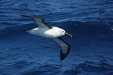 Albatros de l'océan indien