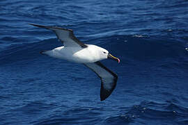 Indian Yellow-nosed Albatross