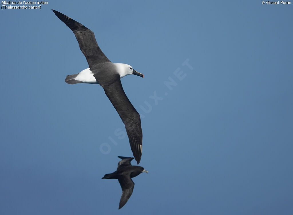 Indian Yellow-nosed Albatross