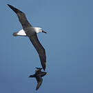 Albatros de l'océan indien