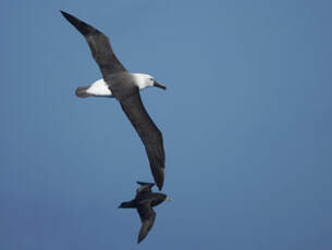 Albatros de l'océan indien