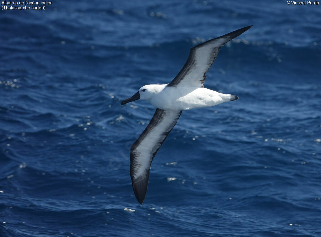 Albatros de l'océan indien