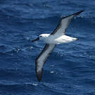 Albatros de l'océan indien