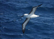 Albatros de l'océan indien