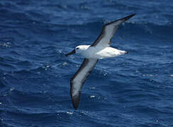 Indian Yellow-nosed Albatross