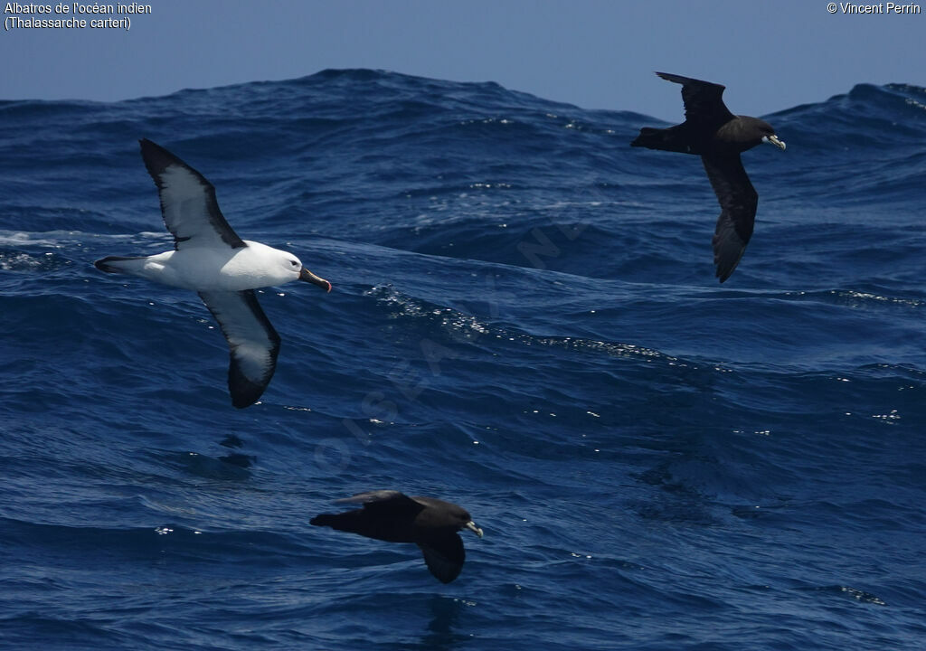 Albatros de l'océan indien