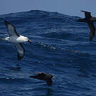 Albatros de l'océan indien
