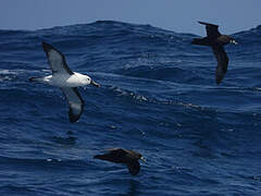 Albatros de l'océan indien