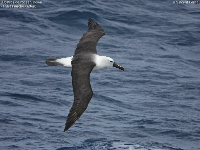 Albatros de l'océan indienadulte, Vol