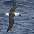 Albatros de l'océan indien
