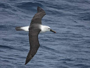 Albatros de l'océan indien