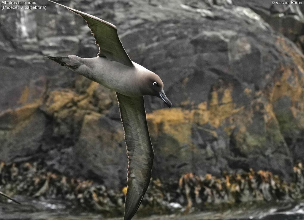 Light-mantled Albatross