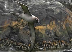 Light-mantled Albatross