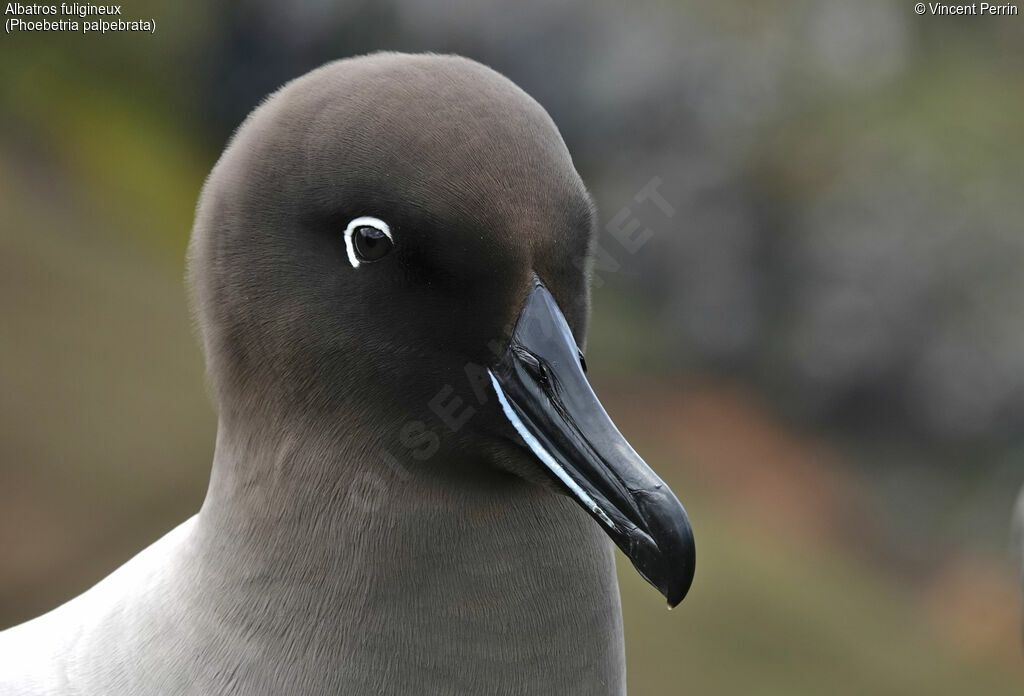 Light-mantled Albatross