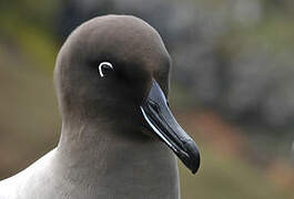 Light-mantled Albatross