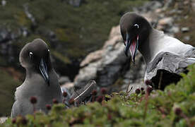 Light-mantled Albatross