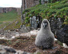 Light-mantled Albatross