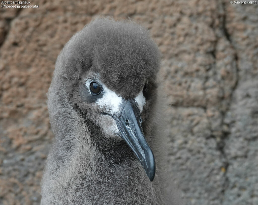 Light-mantled Albatross