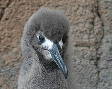 Light-mantled Albatross