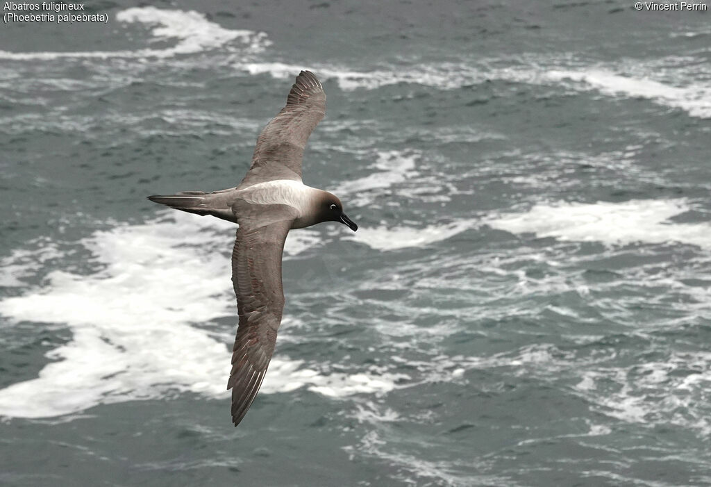 Light-mantled Albatross