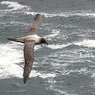 Albatros fuligineux
