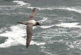 Light-mantled Albatross