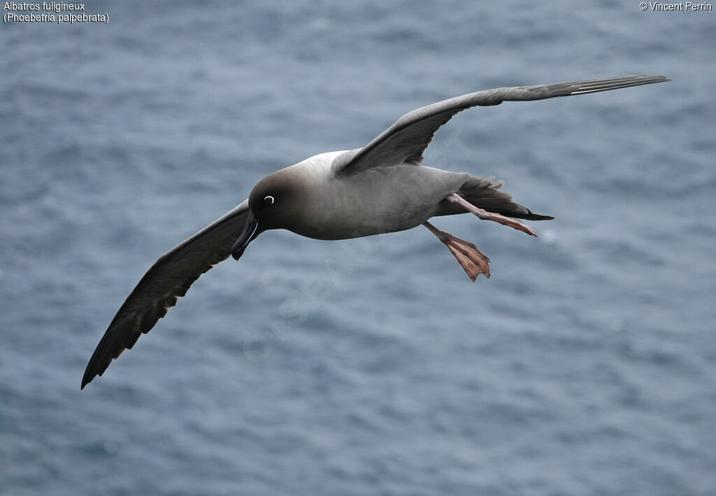 Light-mantled Albatross