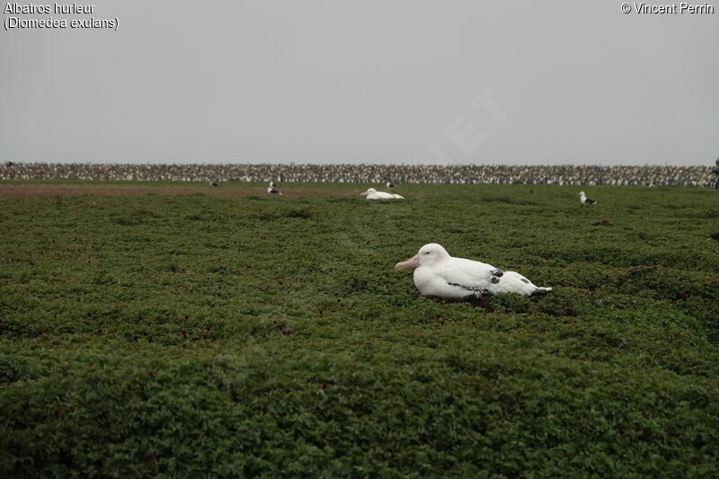 Snowy Albatross, habitat, Reproduction-nesting