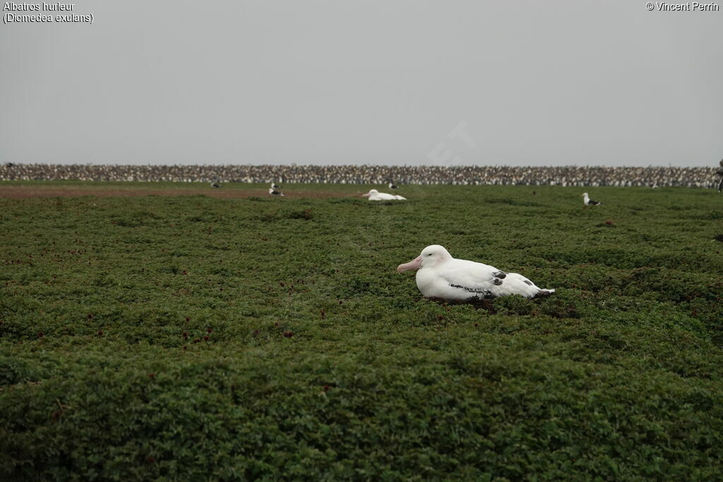 Snowy Albatross, habitat, Reproduction-nesting