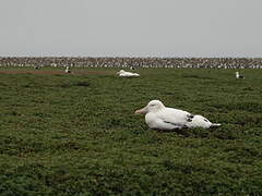 Snowy Albatross