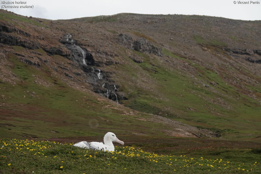 Albatros hurleuradulte, habitat, Nidification