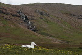 Snowy Albatross