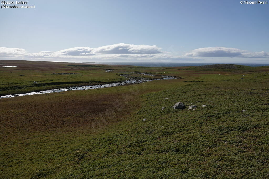 Wandering Albatross, habitat, colonial reprod.