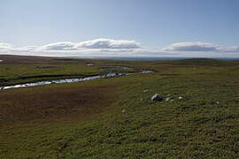 Wandering Albatross