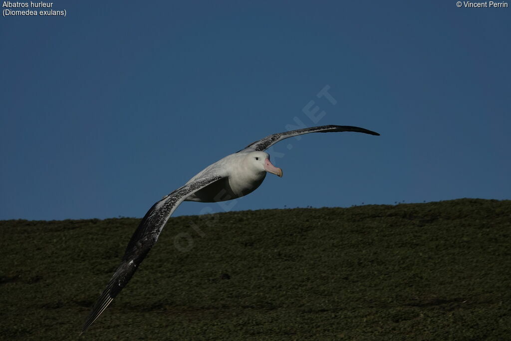 Albatros hurleuradulte, Vol