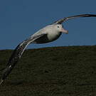 Albatros hurleur