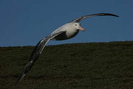 Albatros hurleur