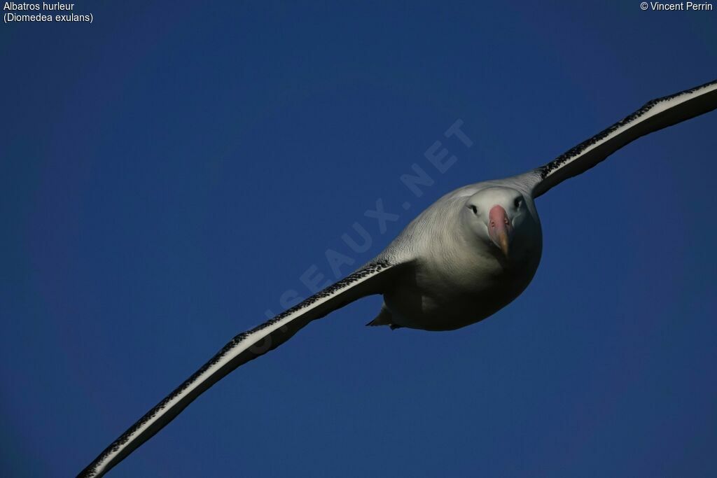 Snowy Albatrossadult, Flight