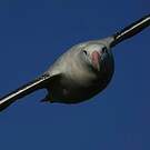 Albatros hurleur