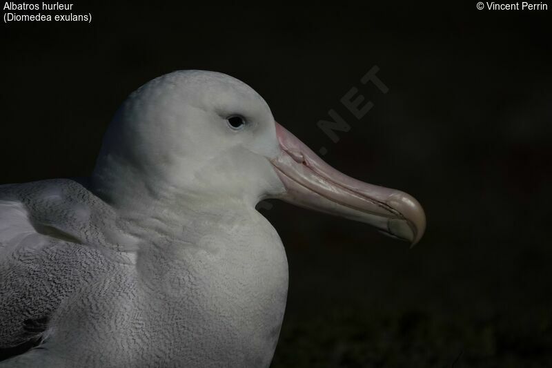 Snowy Albatross, close-up portrait