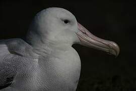 Snowy Albatross