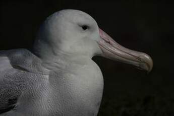 Albatros hurleur