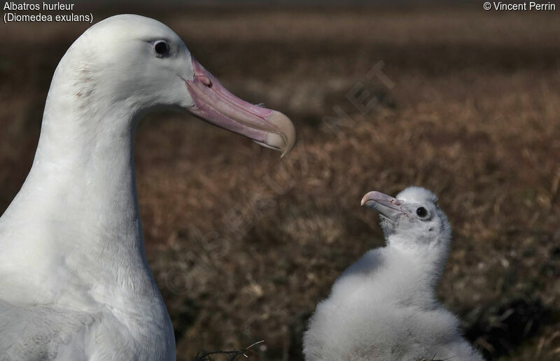 Snowy Albatross, Reproduction-nesting
