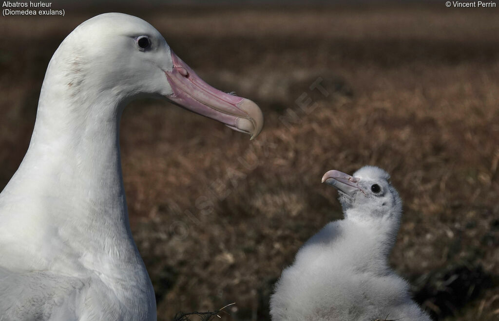 Albatros hurleur, Nidification