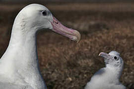 Snowy Albatross